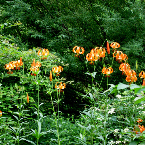 Lilium superbum - Click Image to Close